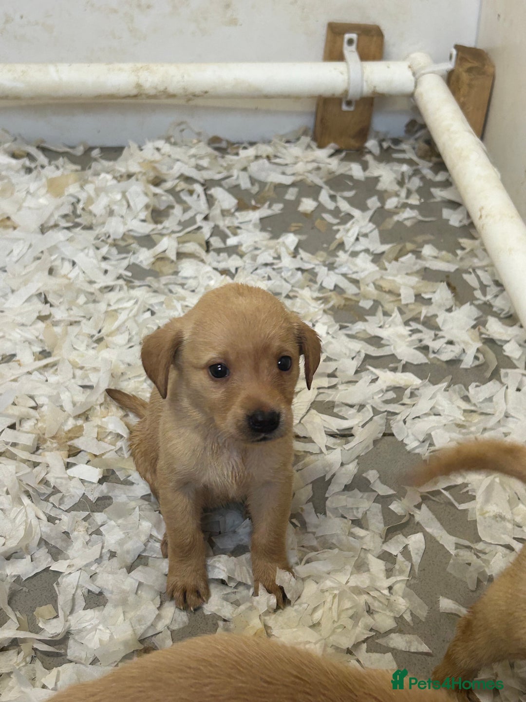 Labrador Retriever dogs for sale: 5⭐️kc reg Labrador puppies⭐️ - Image 5