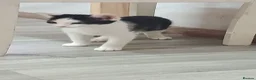 British Shorthair cats for sale: 2 beautiful male kittens needing good homes - Advert 11