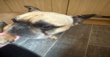French Bulldog dogs - Advert 13