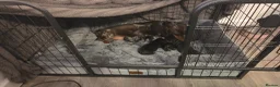 Miniature Dachshund dogs for sale: Miniture dashchounds - Advert 20