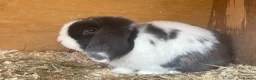Mini Lop rabbits for sale: Trio of breeding mini lops  - Advert 3
