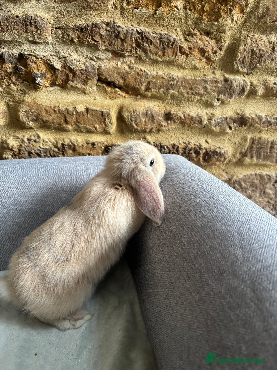 Mini Lop rabbits for sale: Mini Lops - Image 6