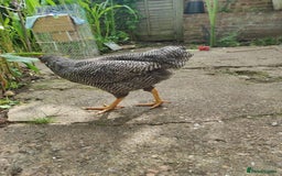 Chickens poultry for sale: Young Chickens for sale - Image 7