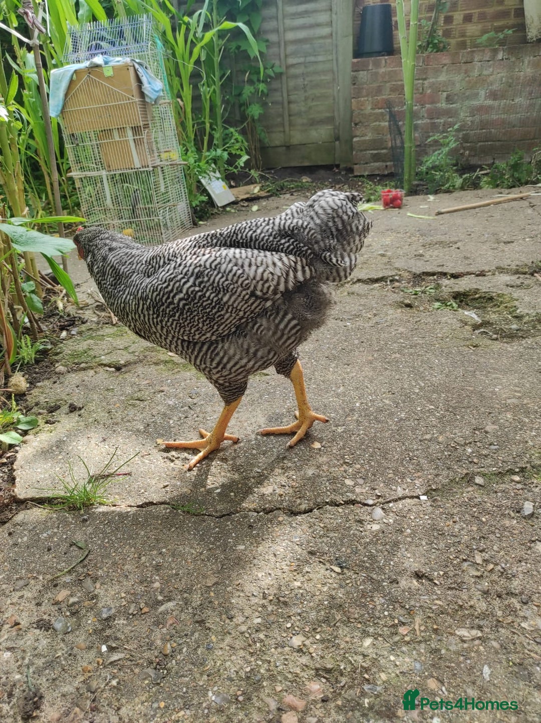 Chickens poultry for sale: Young Chickens for sale - Image 7