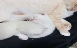 Mixed Breed cats for sale: Mother and kitten for sale  - Advert 6