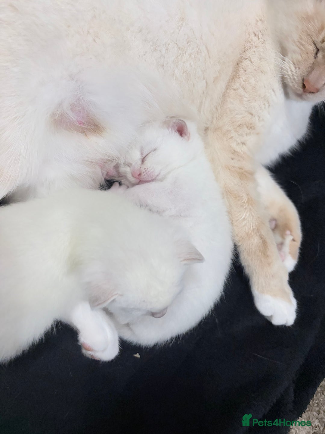 Mixed Breed cats for sale: Mother and kitten for sale  - Advert 6