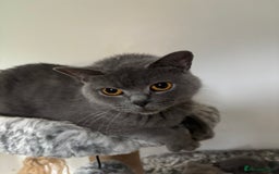 British Shorthair cats for sale: 💙GCCF MALE BSH KITTENS OUTSTANDING CHAMPION LINES - Image 20