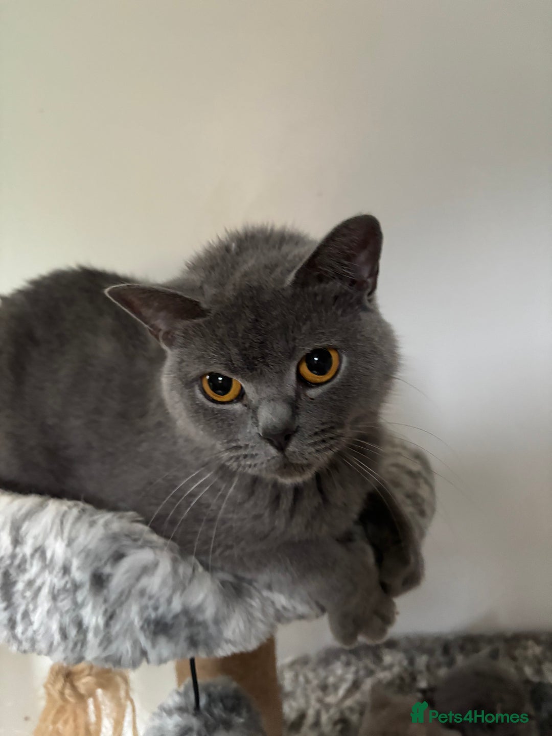 British Shorthair cats for sale: 💙GCCF MALE BSH KITTENS OUTSTANDING CHAMPION LINES - Image 20