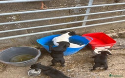 Mixed Breed dogs for sale: READY TO GO! Jack Russell x Cocker Spaniel pups  - Image 4