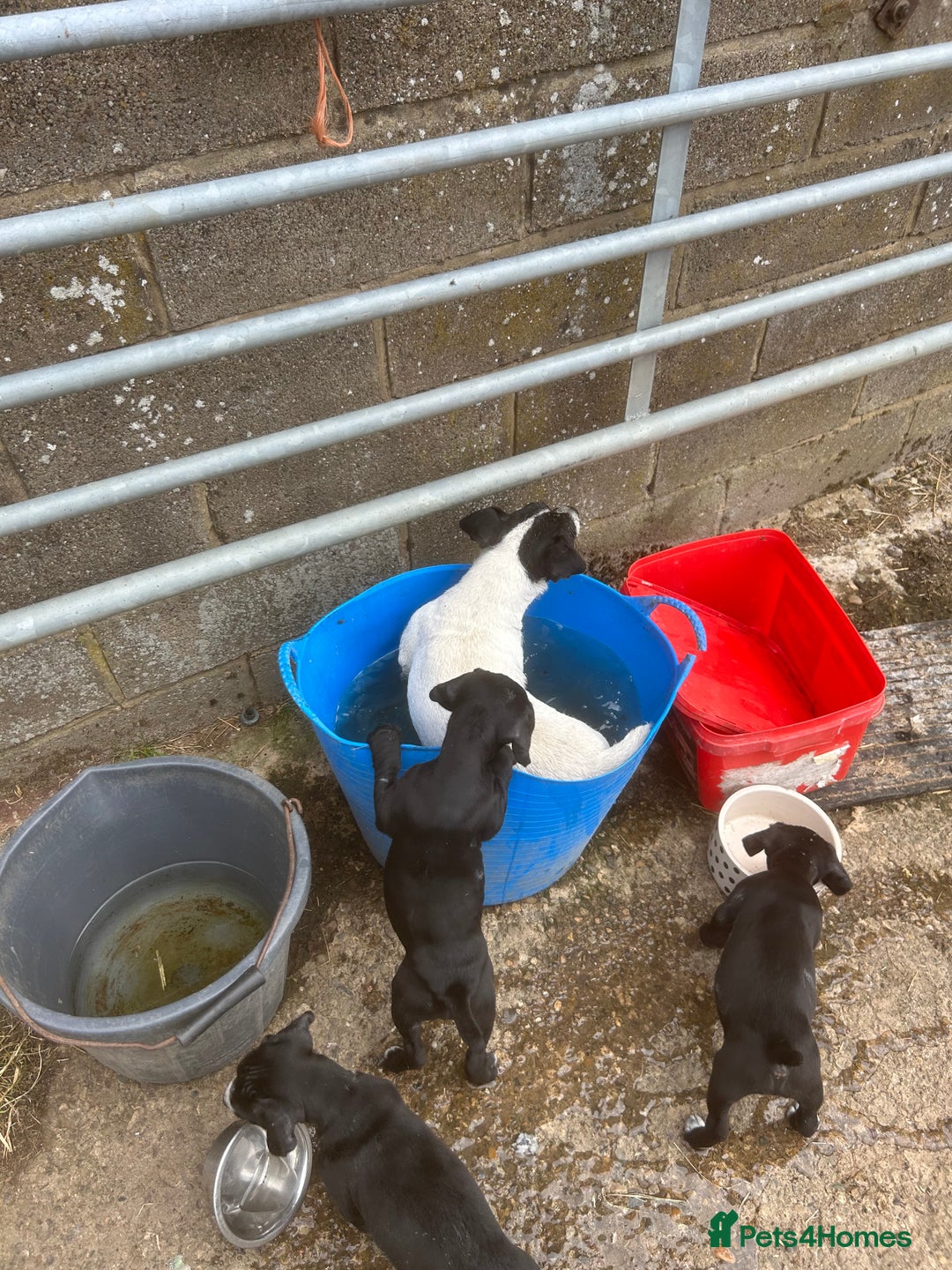 Mixed Breed dogs for sale: READY TO GO! Jack Russell x Cocker Spaniel pups  - Image 4
