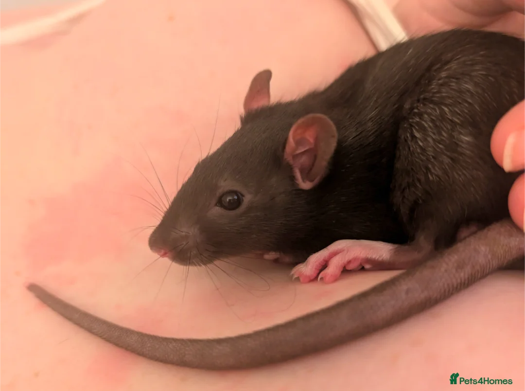 Rat rodents for sale: 2x all black and black and white male Rats in London - Advert 5