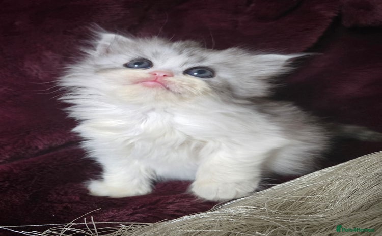 Persian cats - Advert 3