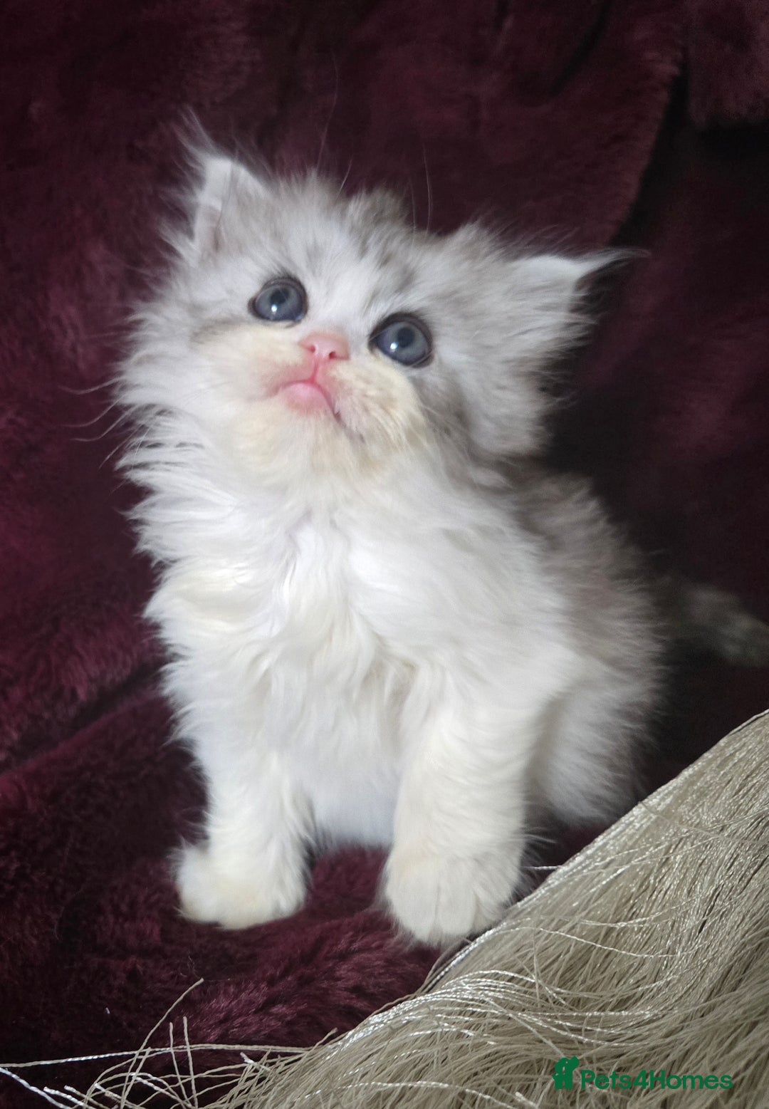 Persian cats for sale: A boy left 💙 - Image 1