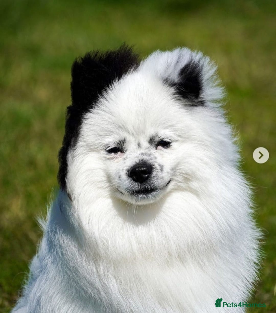 Pomeranian dogs for stud: Puffy- Available for stud  - Advert 1