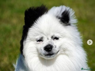 Pomeranian dogs Puffy- Available for stud - Advert 1