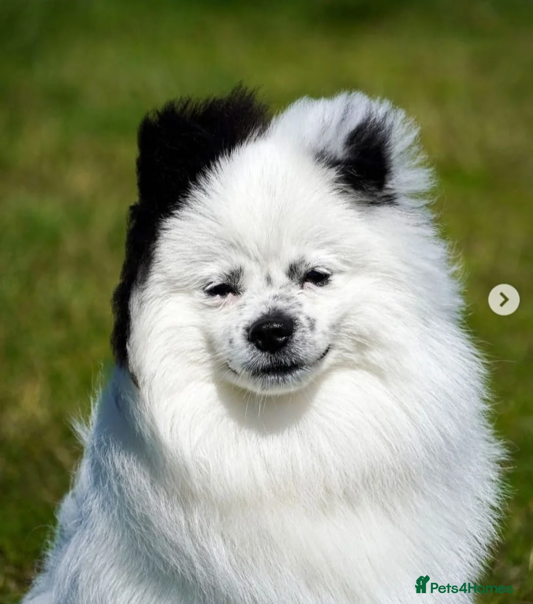 Pomeranian dogs for stud: Puffy- Available for stud  - Advert 1