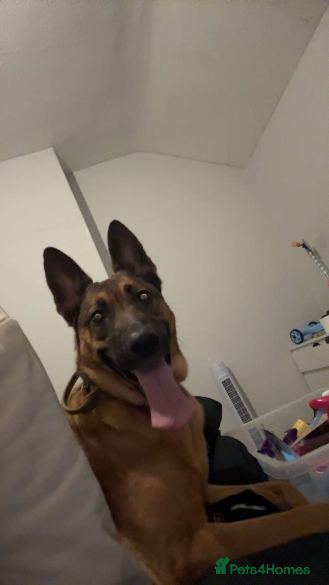 Belgian Shepherd Dog dogs for sale: Narla  - Advert 3