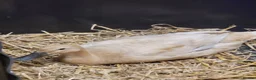 Ducks poultry for sale: Pure Breed Female Indian Runner Ducks Lincolnshire - Advert 6