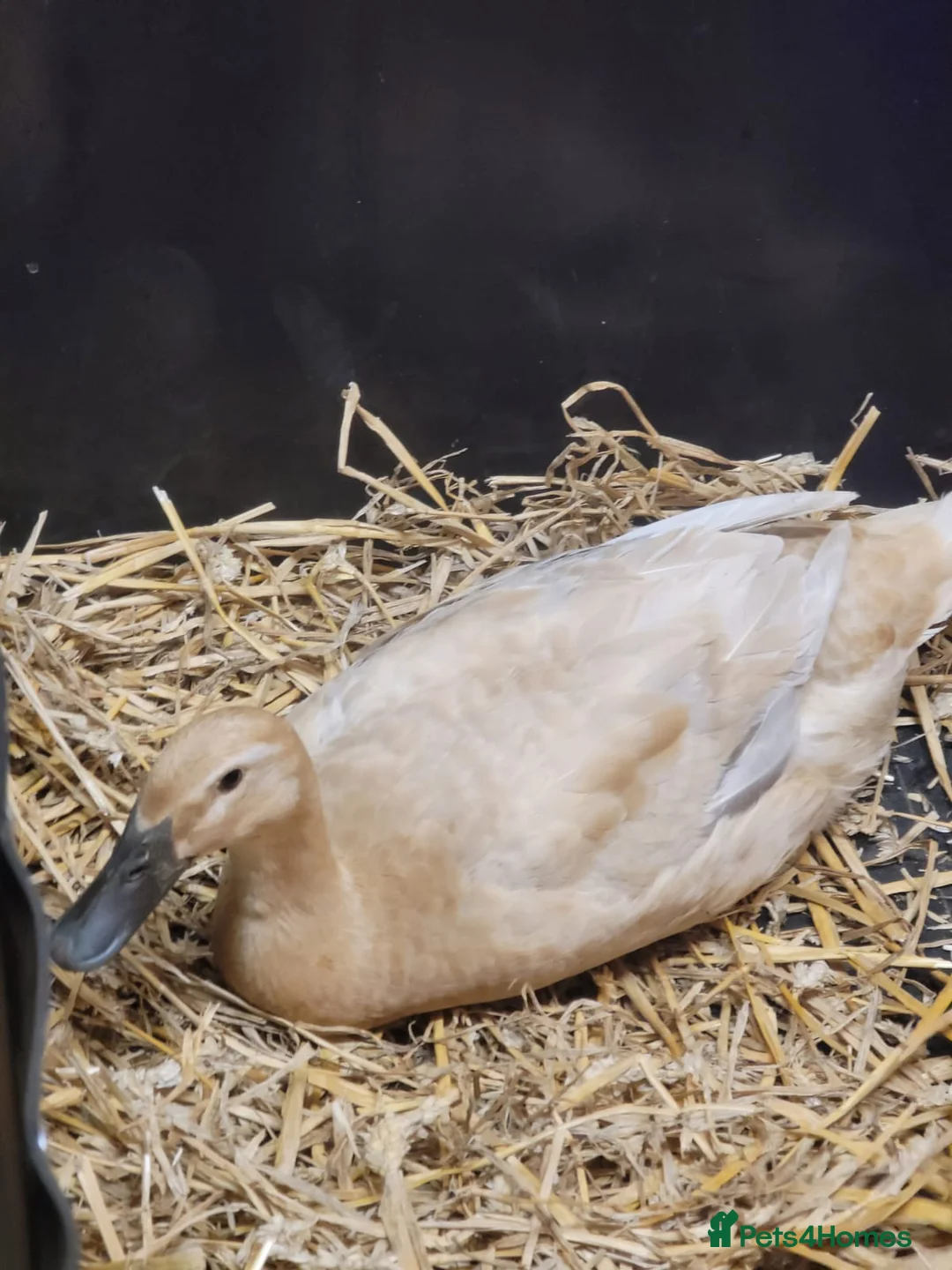 Ducks poultry for sale: Pure Breed Female Indian Runner Ducks Lincolnshire - Advert 6