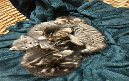 Mixed Breed cats for sale: 3 loveable female kittens - Image 7