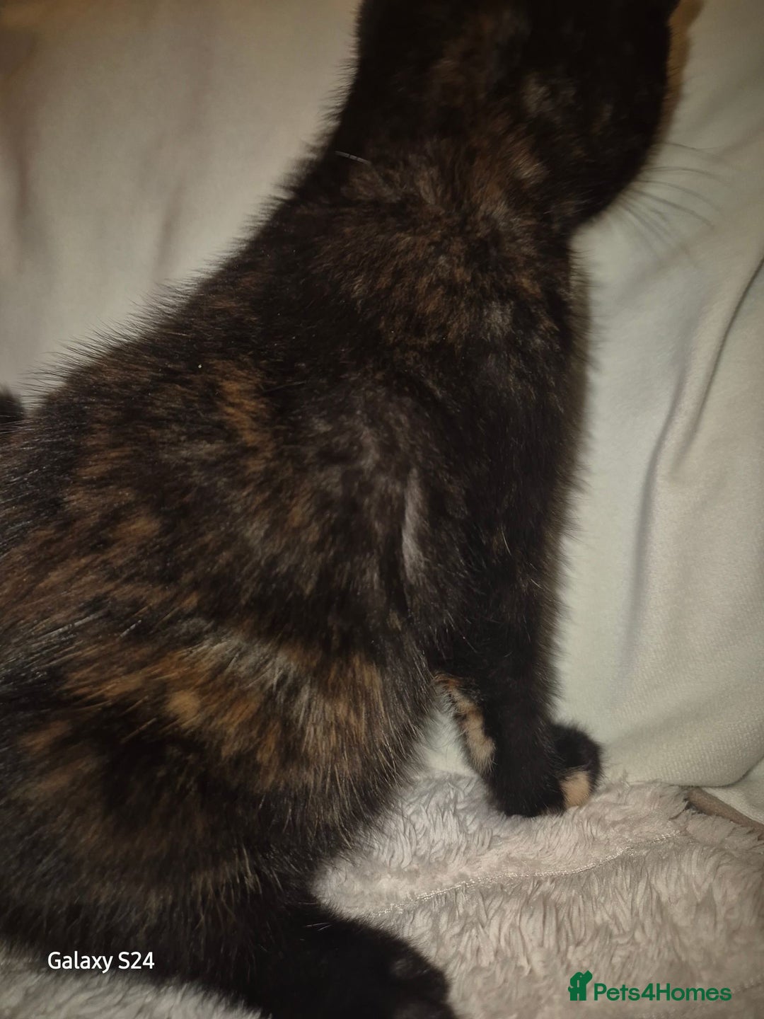 Mixed Breed cats for sale: Only 1 beautiful girl looking new family  - Advert 3