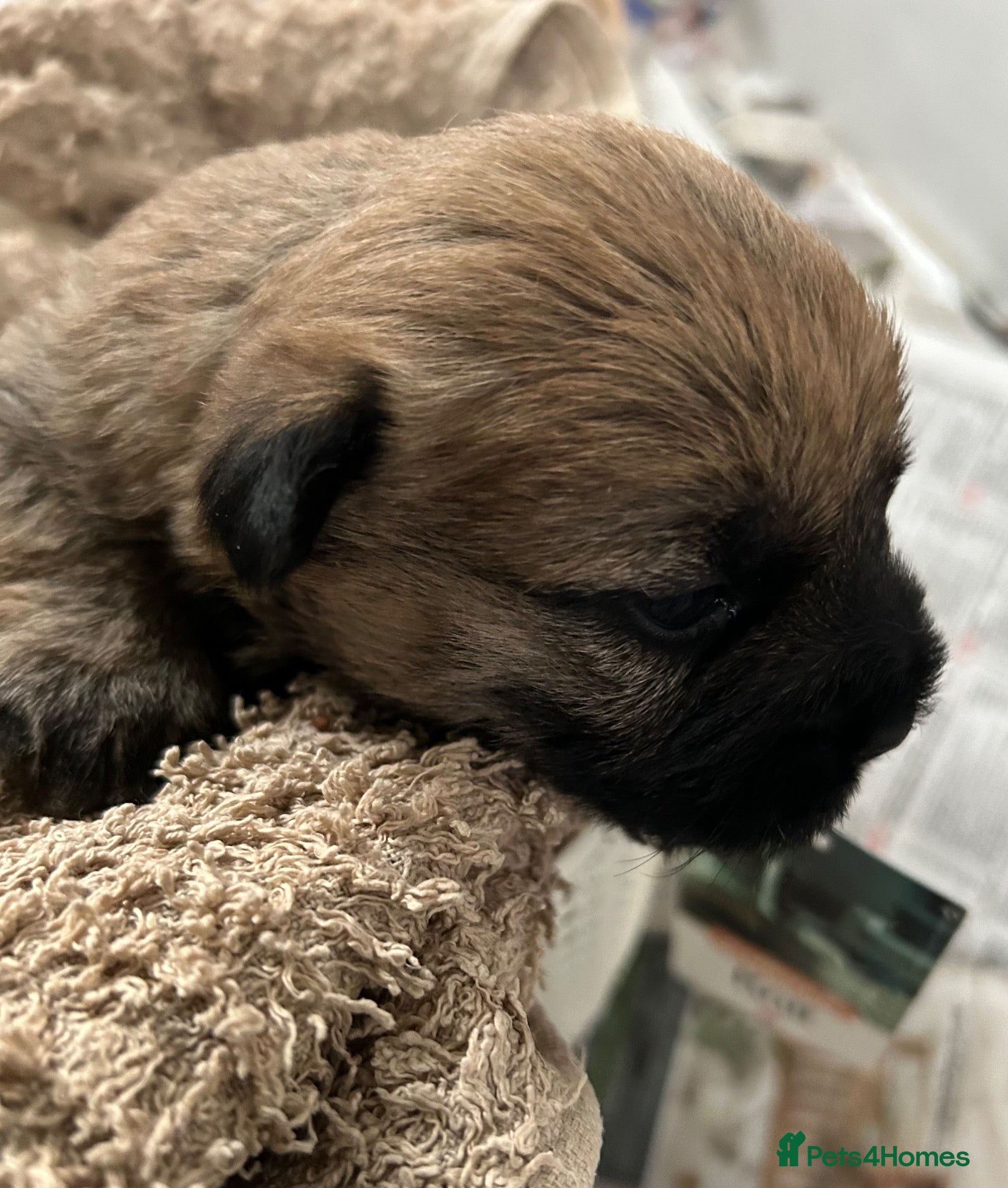 Cairn Terrier dogs Gorgeous Cairn Terrier Puppys - Advert 3