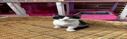Mixed Breed cats for sale: Female Kittens - Advert 6
