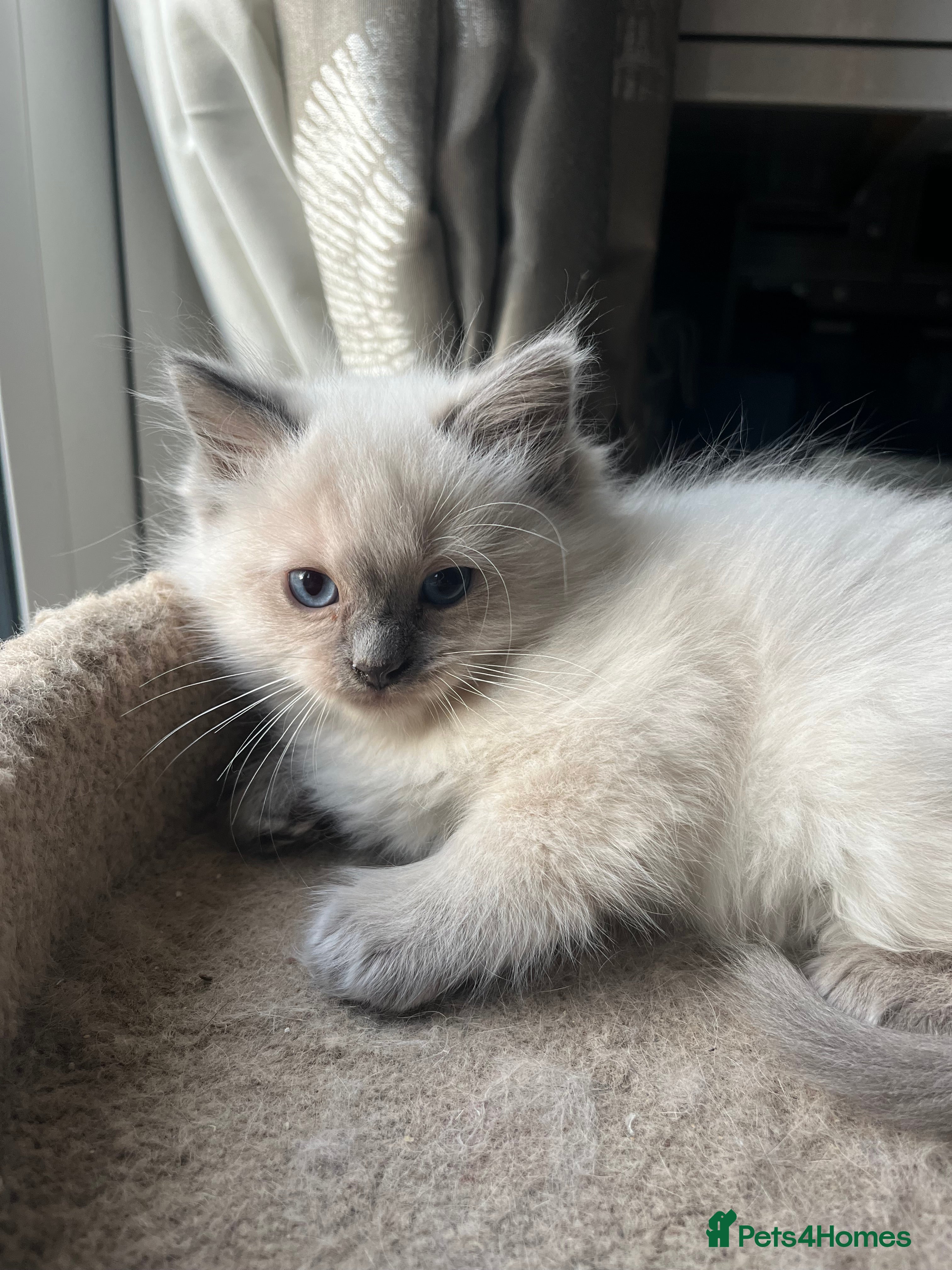 Ragdoll cats Gorgeous male ragdoll kittens  - Advert 1