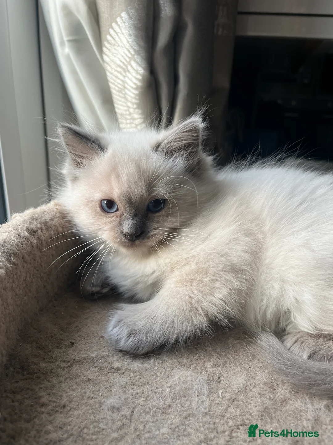Ragdoll cats for sale: Gorgeous male ragdoll kittens  - Advert 1