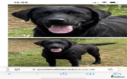 Labrador Retriever dogs for sale: 🌟🌟5 star licensed Breeder 🌟🌟🌟 - Image 3