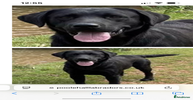 Labrador Retriever dogs - Advert 16