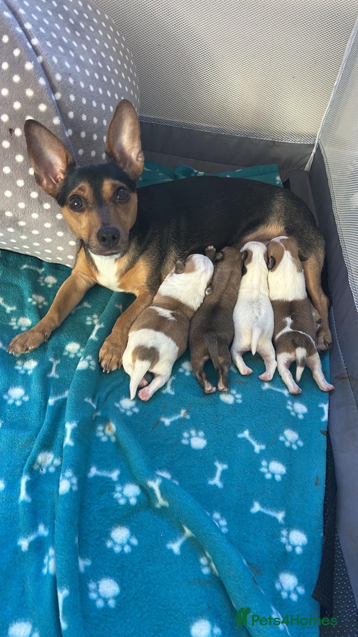 Mixed Breed dogs Jack Russel x Maltese puppies  - Advert 6