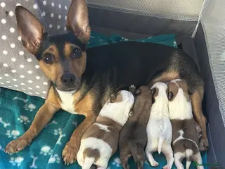 Mixed Breed dogs Jack Russel x Maltese puppies - Advert 6