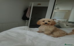 Cavachon dogs for sale: Maddie 8 months - Image 3