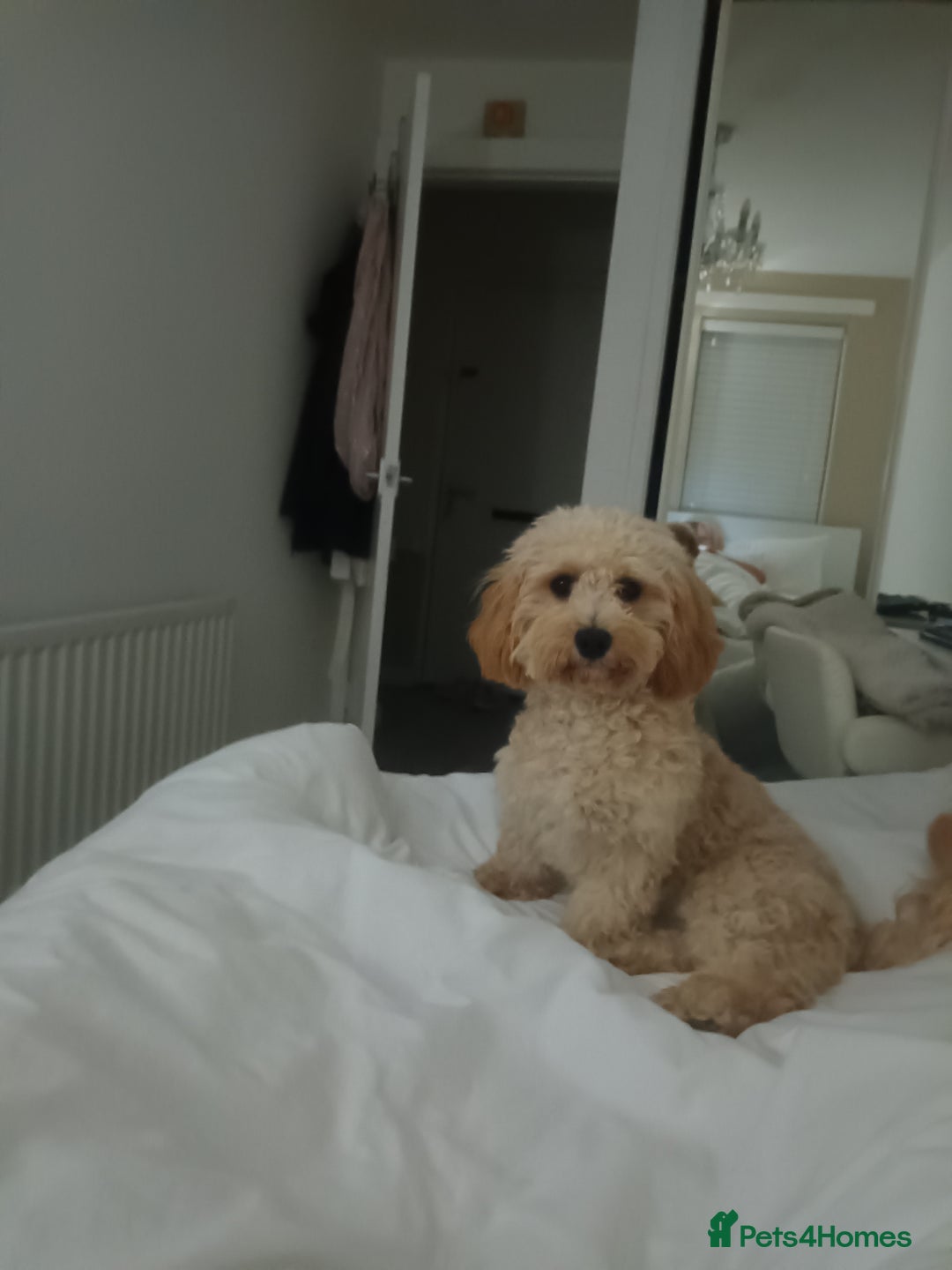 Cavachon dogs for sale: Maddie 8 months - Image 3