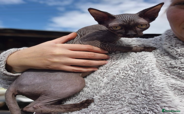Sphynx cats - Advert 7
