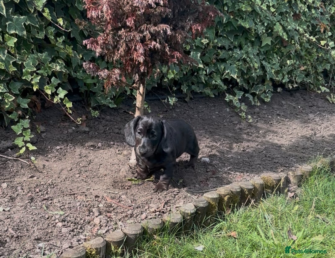 Miniature Dachshund dogs for sale: KC miniature Daschunds    - Image 24