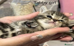American Shorthair cats for sale: Mix litter docile well socialised kittens  - Image 8