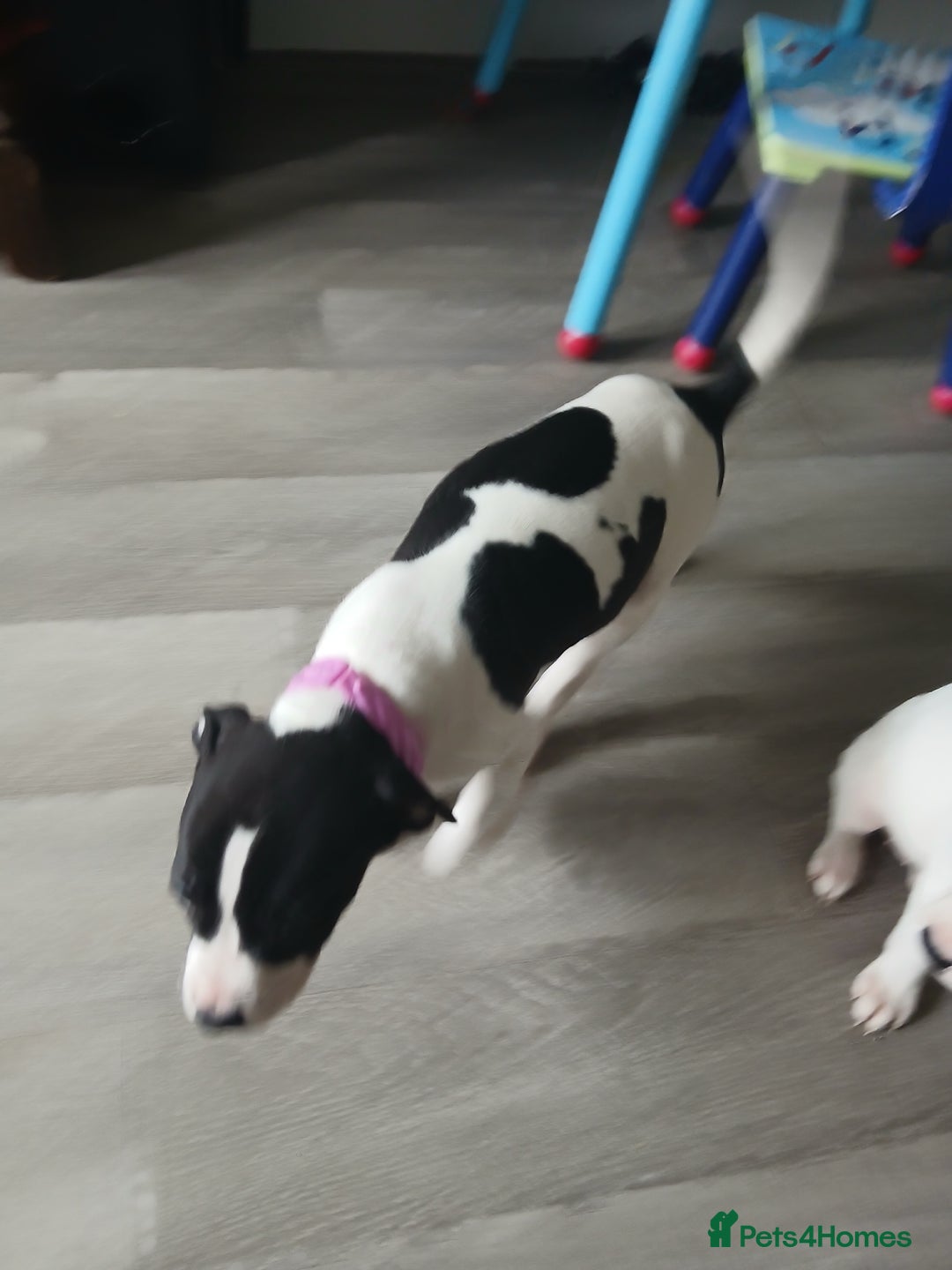 Mixed Breed dogs for sale: Puppies for sale  - Advert 12