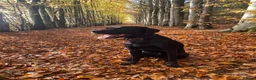 Labrador Retriever dogs for stud: Black Labrador Stud in Denbigh - Advert 3