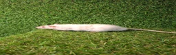 Rat rodents for sale: DWARF RATS - Advert 6