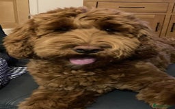 Goldendoodle dogs for sale: Multigenerational Puppies Waiting List - Advert 11