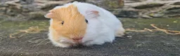 Guinea Pig rodents for sale: Male sheltie guinea pig  - Advert 2