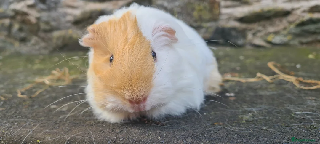 Guinea Pig rodents for sale: Male sheltie guinea pig  - Advert 2