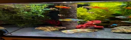 Rainbow Fish fish for sale: Boesemani Rainbows, Platies & Tiger Barbss in Woking - Advert 2