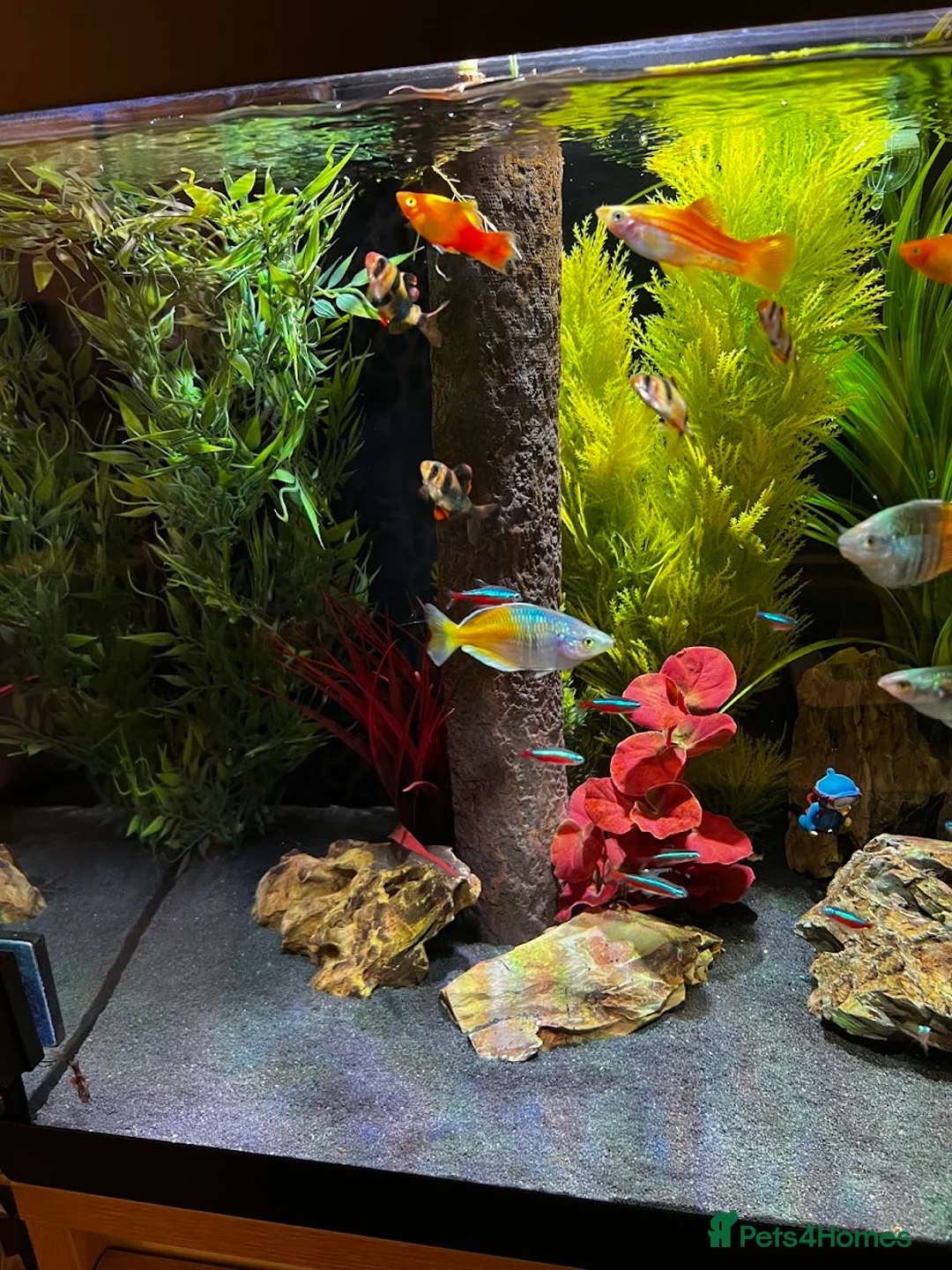 Rainbow Fish fish for sale: Boesemani Rainbows, Platies & Tiger Barbss in Woking - Advert 2