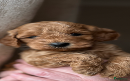 Cockapoo dogs for sale: Exceptional deep red and cream puppies  - Image 5