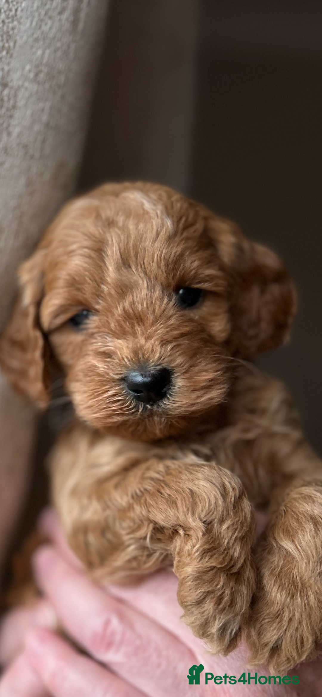 Cockapoo dogs for sale: Exceptional deep red and cream puppies  - Image 5