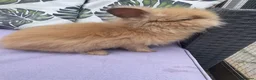 Lionhead rabbits for sale: Double maned lionhead babies ready for loving home - Advert 5
