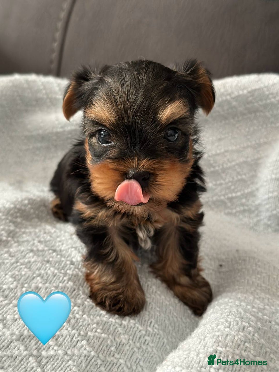 Yorkshire Terrier dogs for sale: Miniature Yorkie Puppies – Boy and Girl - Advert 6